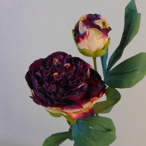 Peony burgundy deals